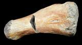 Hadrosaur (Kritosaurus) Hand Digit - Aguja Formation, Texas #31531-3